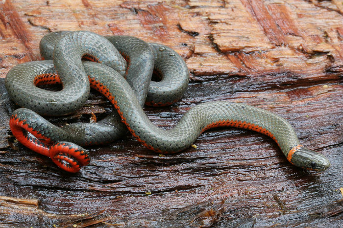 Pacific Ringneck Snake